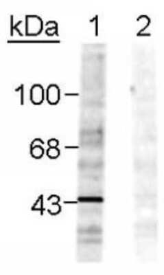 Western Blot: Ephrin-B1 [p Tyr298] Antibody [NB300-274]